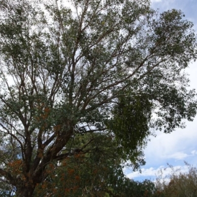 Amyema miquelii (Box Mistletoe) at Greenway, ACT - 17 Mar 2017 by SteveC