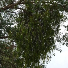 Amyema miquelii at Greenway, ACT - 17 Mar 2017 02:49 PM