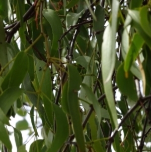 Amyema miquelii at Greenway, ACT - 17 Mar 2017