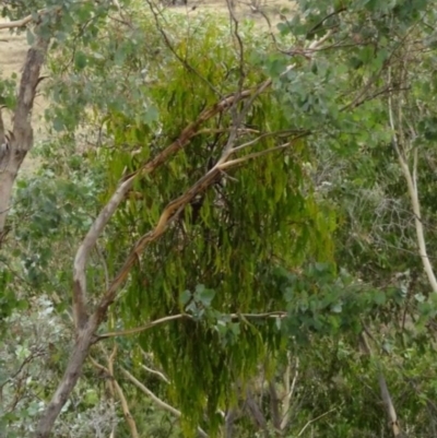 Amyema pendula subsp. pendula (Drooping Mistletoe) at Greenway, ACT - 18 Mar 2017 by SteveC