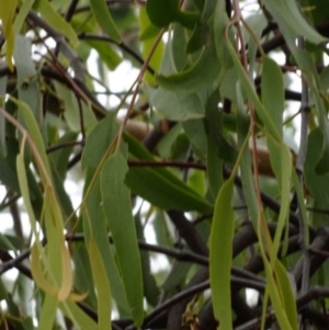 Amyema pendula subsp. pendula at Greenway, ACT - 18 Mar 2017 06:12 PM