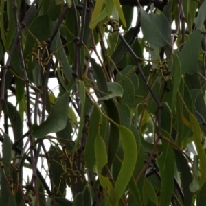 Amyema pendula subsp. pendula at Greenway, ACT - 18 Mar 2017 06:12 PM