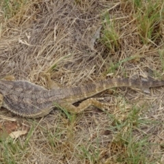 Pogona barbata (Eastern Bearded Dragon) at Greenway, ACT - 18 Mar 2017 by SteveC