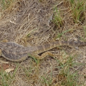 Pogona barbata at Greenway, ACT - 18 Mar 2017