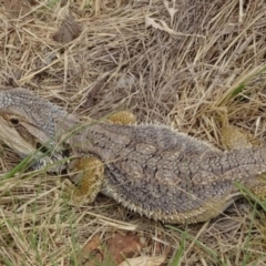 Pogona barbata at Greenway, ACT - 18 Mar 2017