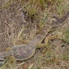 Pogona barbata at Greenway, ACT - 18 Mar 2017