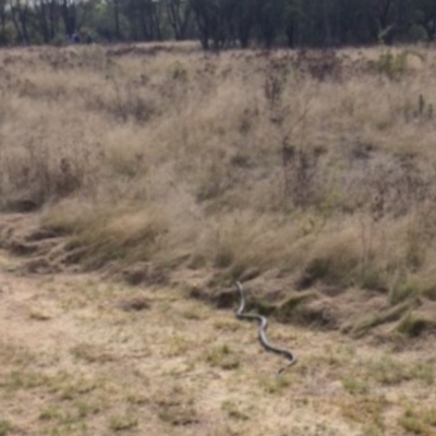 Pseudonaja textilis (Eastern Brown Snake) at Greenway, ACT - 17 Mar 2017 by SteveC