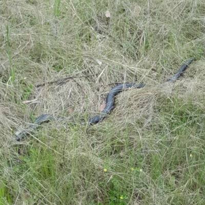 Pseudechis porphyriacus (Red-bellied Black Snake) at Greenway, ACT - 28 Oct 2016 by SteveC