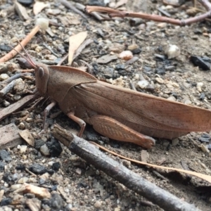 Goniaea australasiae at Paddys River, ACT - 19 Mar 2017 07:50 PM