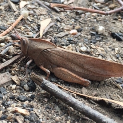 Goniaea australasiae (Gumleaf grasshopper) at Gibraltar Pines - 19 Mar 2017 by JasonC