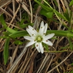 Stellaria angustifolia (Swamp Starwort) at Rendezvous Creek, ACT - 19 Mar 2017 by JohnBundock