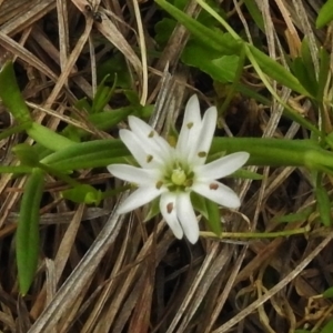 Stellaria angustifolia at Rendezvous Creek, ACT - 19 Mar 2017