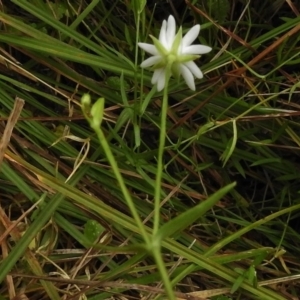 Stellaria angustifolia at Rendezvous Creek, ACT - 19 Mar 2017