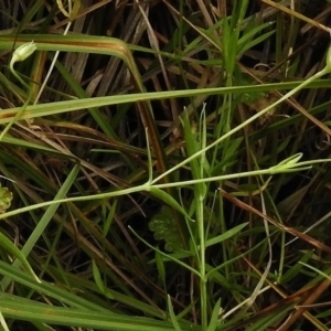 Stellaria angustifolia at Rendezvous Creek, ACT - 19 Mar 2017