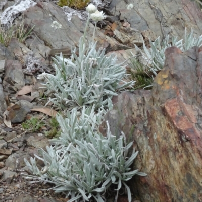 Leucochrysum alpinum (Alpine Sunray) at Paddys River, ACT - 17 Mar 2017 by galah681