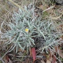 Leucochrysum alpinum at Paddys River, ACT - 18 Mar 2017 10:58 AM