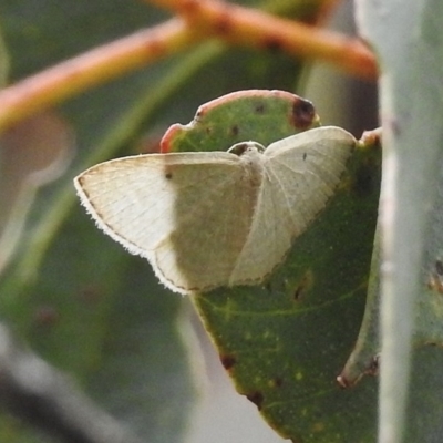 Poecilasthena (genus) (A looper moth) at Rendezvous Creek, ACT - 19 Mar 2017 by JohnBundock