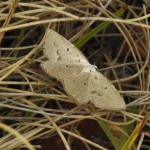 Casbia ochthadia at Rendezvous Creek, ACT - 19 Mar 2017