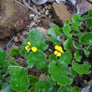 Goodenia hederacea subsp. alpestris at Paddys River, ACT - 18 Mar 2017