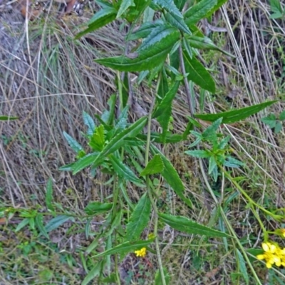 Senecio linearifolius var. latifolius at Paddys River, ACT - 18 Mar 2017 by galah681