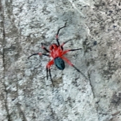 Nicodamidae (family) (Red and Black Spider) at Namadgi National Park - 18 Mar 2017 by galah681