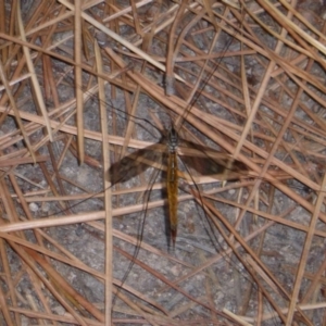 Tipulidae sp. (family) at Isaacs, ACT - 19 Mar 2017