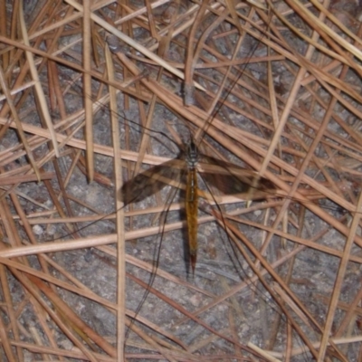 Tipulidae sp. (family) (Unidentified Crane Fly) at Isaacs, ACT - 19 Mar 2017 by Mike