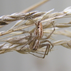 Oxyopes sp. (genus) at Kambah, ACT - 19 Mar 2017 10:13 AM