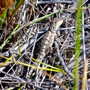 Amphibolurus muricatus at Green Cape, NSW - 13 Feb 2017 12:00 AM