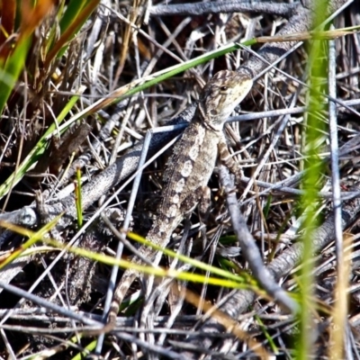 Amphibolurus muricatus (Jacky Lizard) at Green Cape, NSW - 12 Feb 2017 by RossMannell