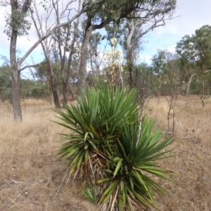 Yucca aloifolia at Isaacs Ridge Offset Area - 17 Mar 2017 09:53 AM