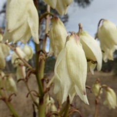 Yucca aloifolia at Isaacs Ridge Offset Area - 17 Mar 2017 09:53 AM