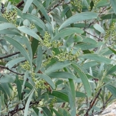 Acacia obliquinervia (Mountain Hickory) at Paddys River, ACT - 18 Mar 2017 by galah681