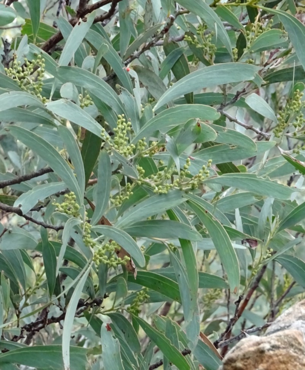 Acacia obliquinervia at Paddys River, ACT - 18 Mar 2017