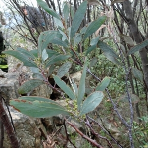 Acacia obliquinervia at Paddys River, ACT - 18 Mar 2017