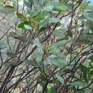 Acacia obliquinervia at Paddys River, ACT - 18 Mar 2017