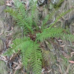 Polystichum proliferum (Mother Shield Fern) at Paddys River, ACT - 18 Mar 2017 by galah681