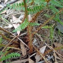 Polystichum proliferum at Paddys River, ACT - 18 Mar 2017 11:51 AM