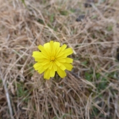 Microseris walteri (Yam Daisy, Murnong) at Jerrabomberra, ACT - 16 Mar 2017 by Mike