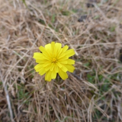 Microseris walteri (Yam Daisy, Murnong) at Jerrabomberra, ACT - 17 Mar 2017 by Mike
