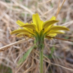 Microseris walteri at Jerrabomberra, ACT - 17 Mar 2017