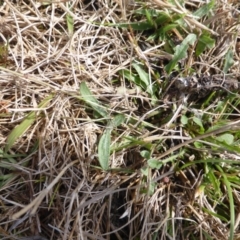 Microseris walteri at Jerrabomberra, ACT - 17 Mar 2017