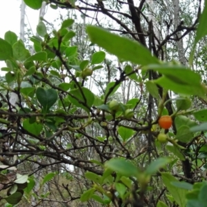 Coprosma hirtella at Paddys River, ACT - 18 Mar 2017