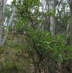 Coprosma hirtella at Paddys River, ACT - 18 Mar 2017 11:54 AM