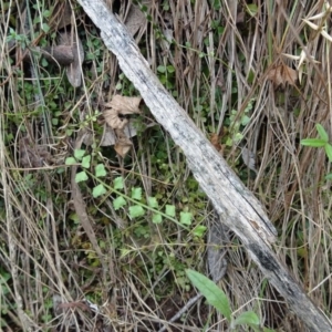 Asplenium flabellifolium at Paddys River, ACT - 18 Mar 2017 11:57 AM