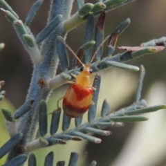 Monolepta juno at Paddys River, ACT - 18 Mar 2017 by michaelb