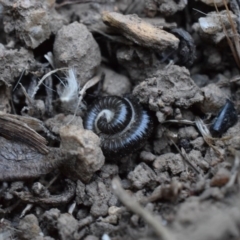 Ommatoiulus moreleti (Portuguese Millipede) at Narrabundah, ACT - 13 Mar 2017 by Cowgirlgem