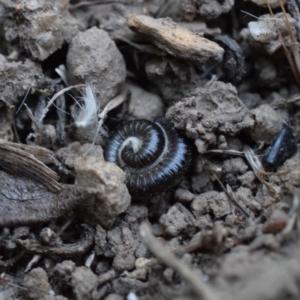 Ommatoiulus moreleti at Narrabundah, ACT - 13 Mar 2017