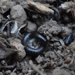 Ommatoiulus moreleti at Narrabundah, ACT - 13 Mar 2017 07:50 PM