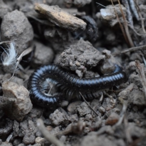 Ommatoiulus moreleti at Narrabundah, ACT - 13 Mar 2017 07:50 PM